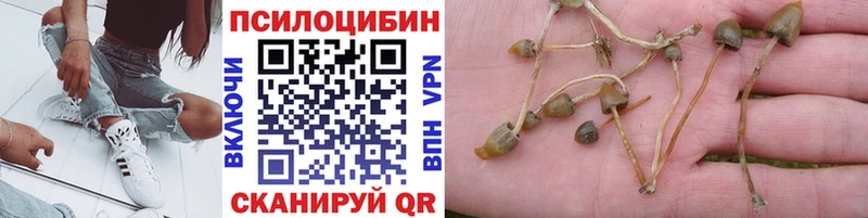 Галлюциногенные грибы Psilocybine cubensis  Верещагино 